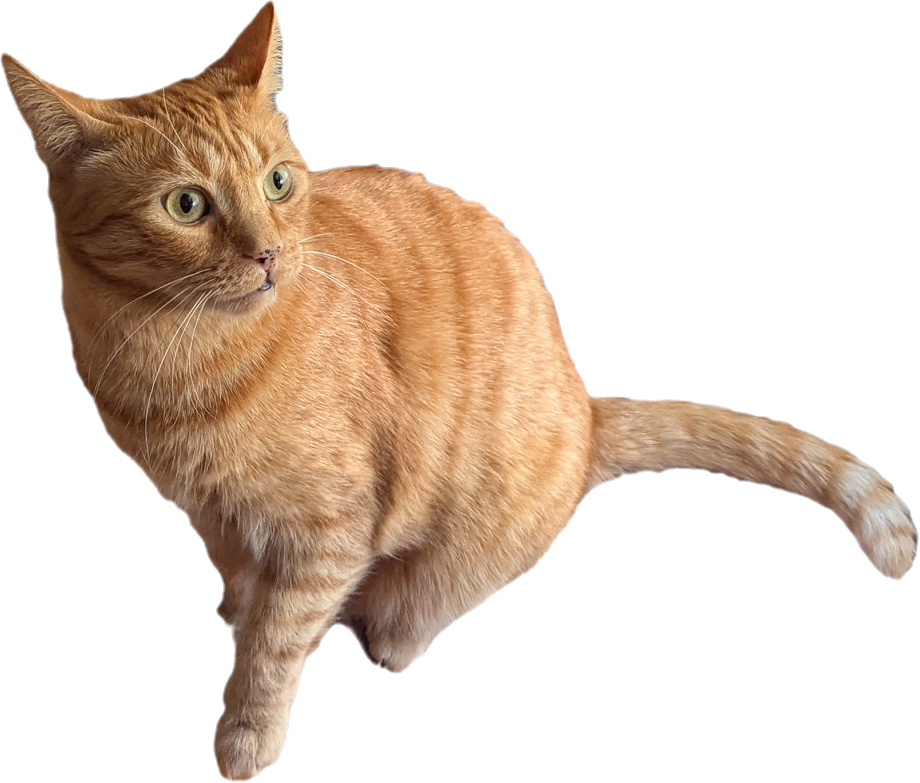 Jumping Cat