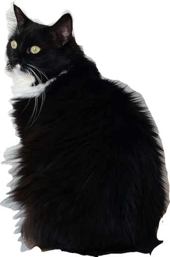 Sitting Cat